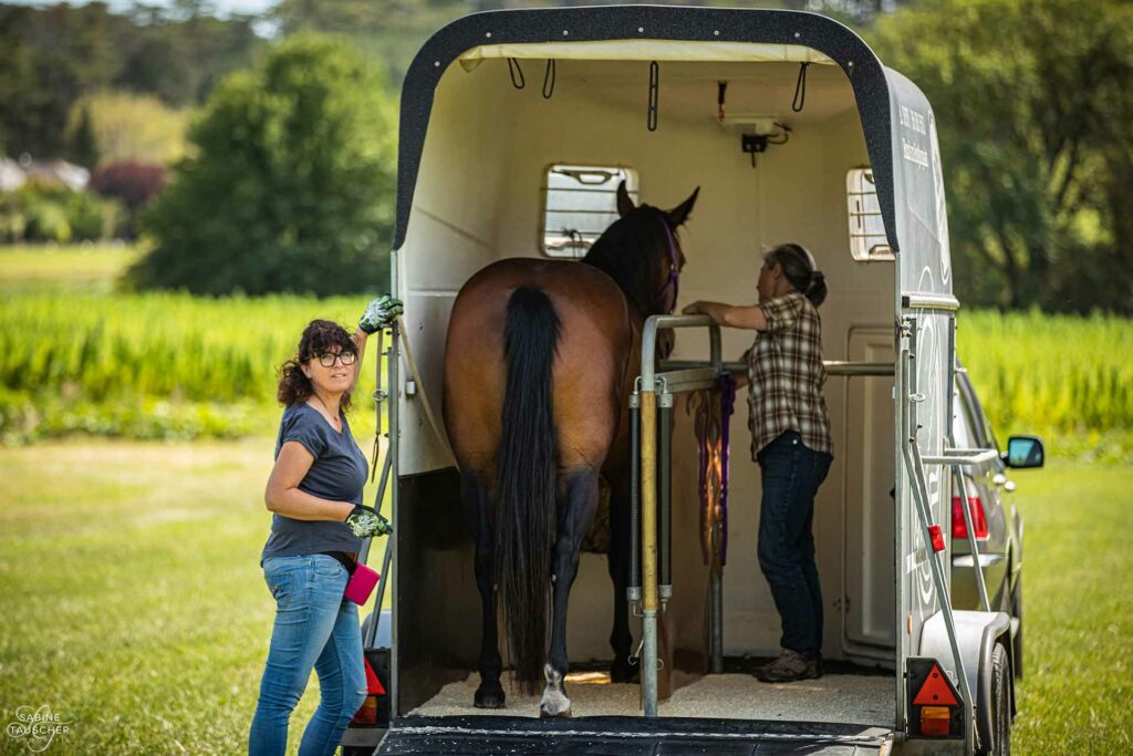 Belohnungsorientierte Transportvorbereitung von Pferden